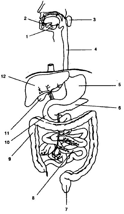 Строение пищеварительной системы человека схема без подписей
