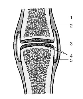 Строение сустава рисунок